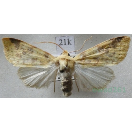 Tiliacea aurago (Denis & Schiffermüller, 1775) Ozimica złotawka Czech21k